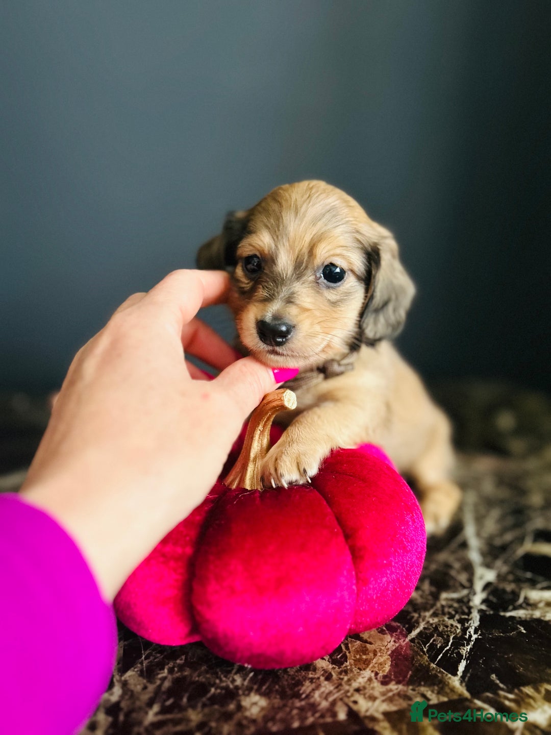 Miniature Dachshund dogs for sale: Cream Litter 5 Star Breeder ⭐️⭐️⭐️⭐️⭐️  - Image 10