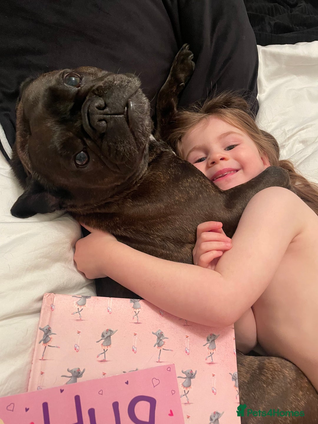 French Bulldog dogs for sale: French Bulldog - 7 years old  - Image 5