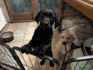 Labrador Retriever dogs 7 K C Chunky Lab 2 boys left.1 black and 1 yellow. - Advert 9