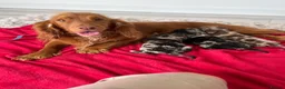 Cocker Spaniel dogs for sale: Cocker spaniel puppies  - Advert 9