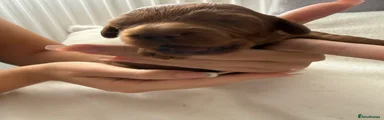 Cockapoo 2