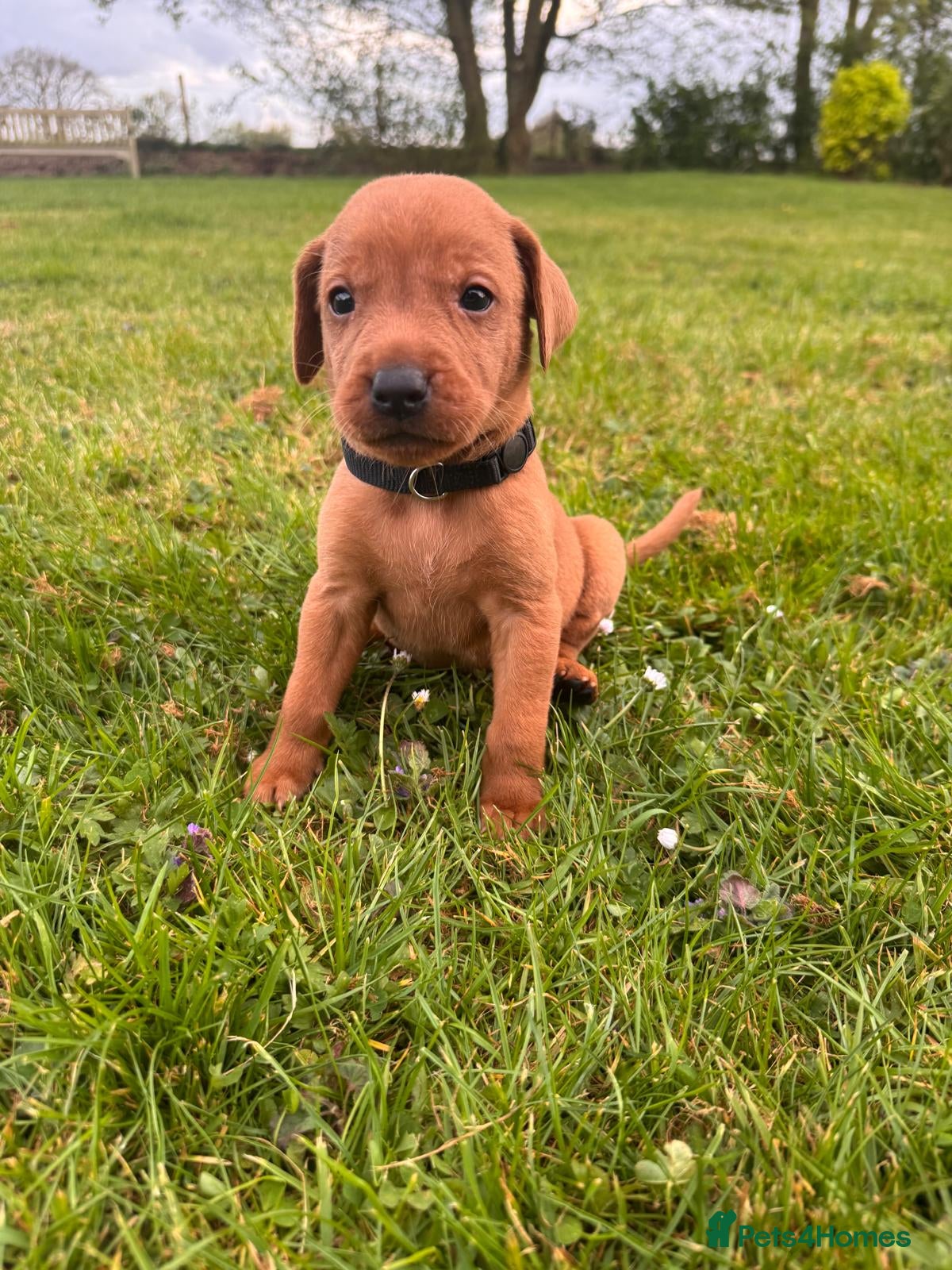 Mixed Breed dogs Fox Red Labrador Puppies for sale  - Advert 2