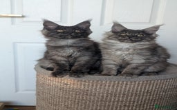 Maine Coon cats for sale: Maine coon kittens, Tica registered  - Image 12