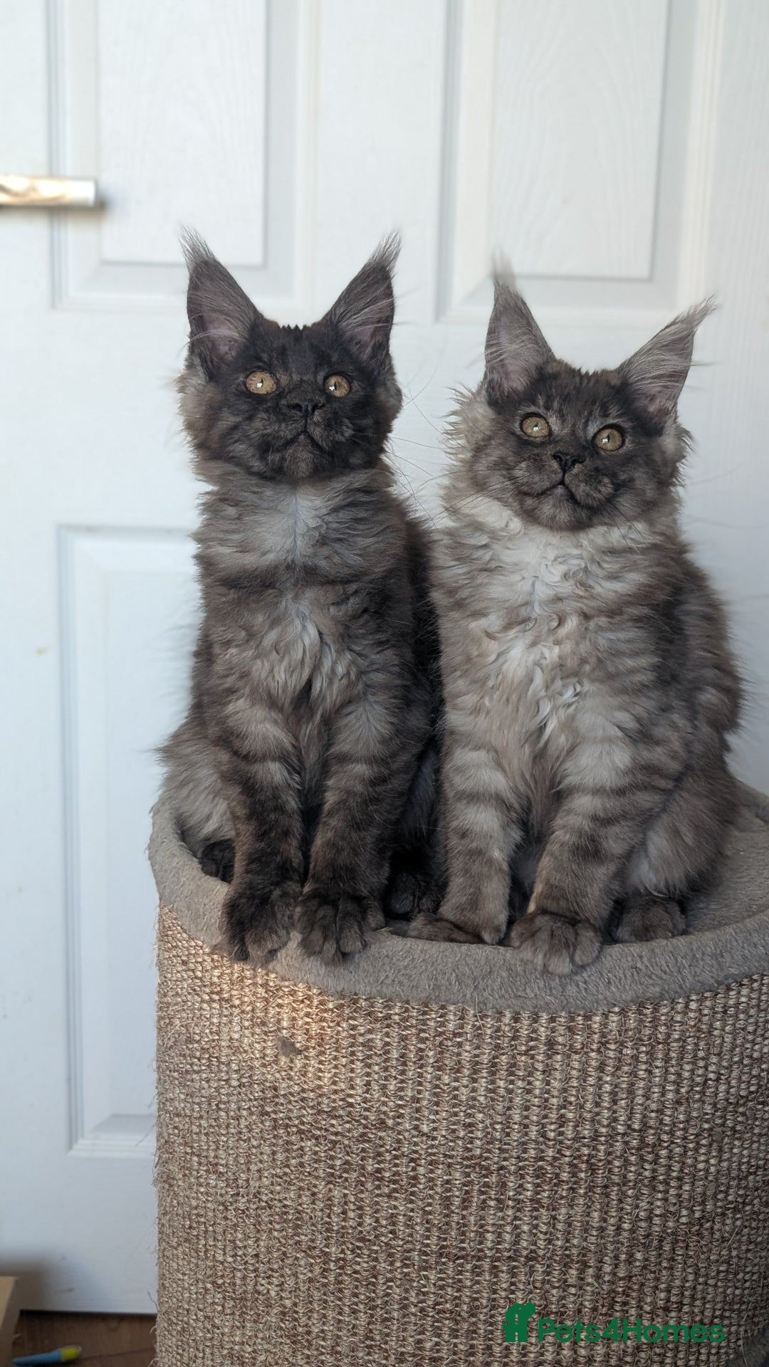 Maine Coon cats for sale: Maine coon kittens, Tica registered  - Image 12
