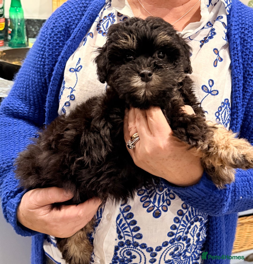 Shihpoo dogs for sale: Stunning Phantom Shihpoos! - Advert 3