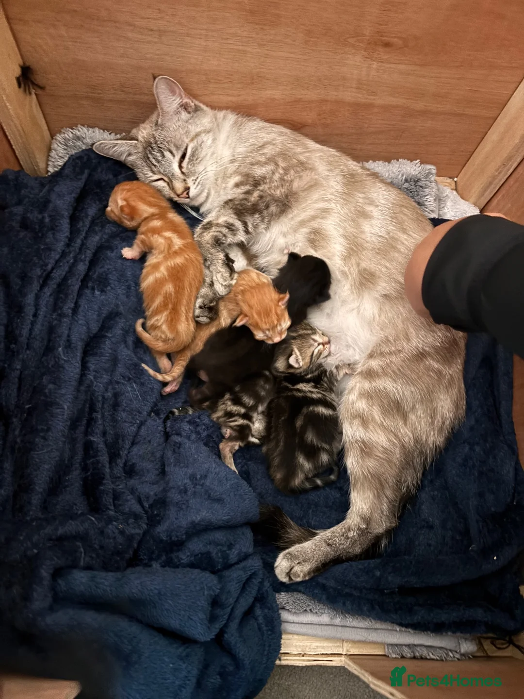Mixed Breed cats for sale: 🐾Gorgeous Kittens Looking for Forever Homes 🐾 in Melksham - Advert 2