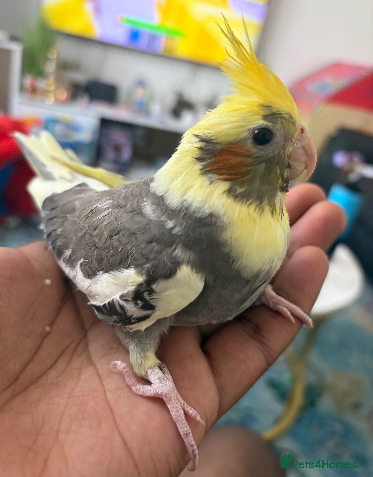 Cockatiels birds Hand Reared Yellow Pied Baby Cockatiel - Advert 1