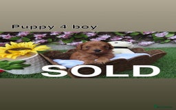 Cavapoo dogs for sale: REDUCED! 1 gorgeous little boy left and ready! in Grays - Image 13