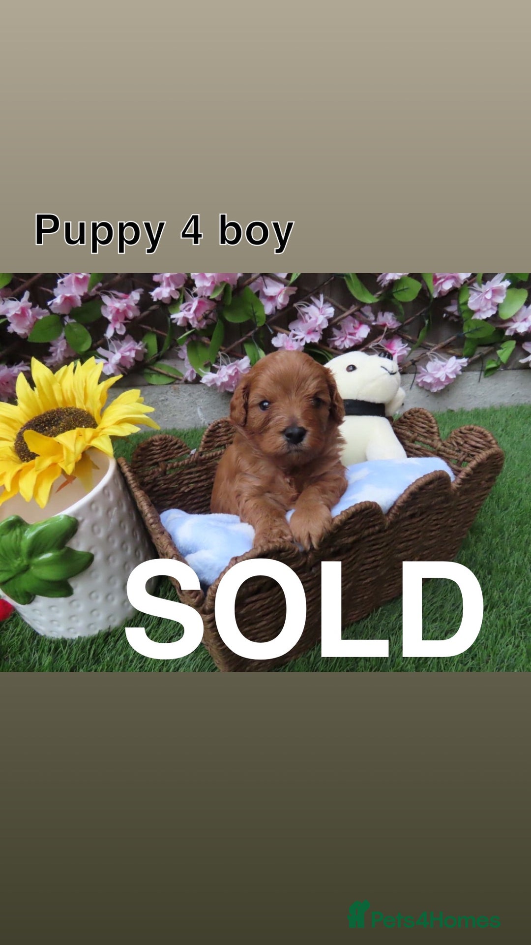 Cavapoo dogs for sale: REDUCED! 1 gorgeous little boy left and ready! in Grays - Image 13