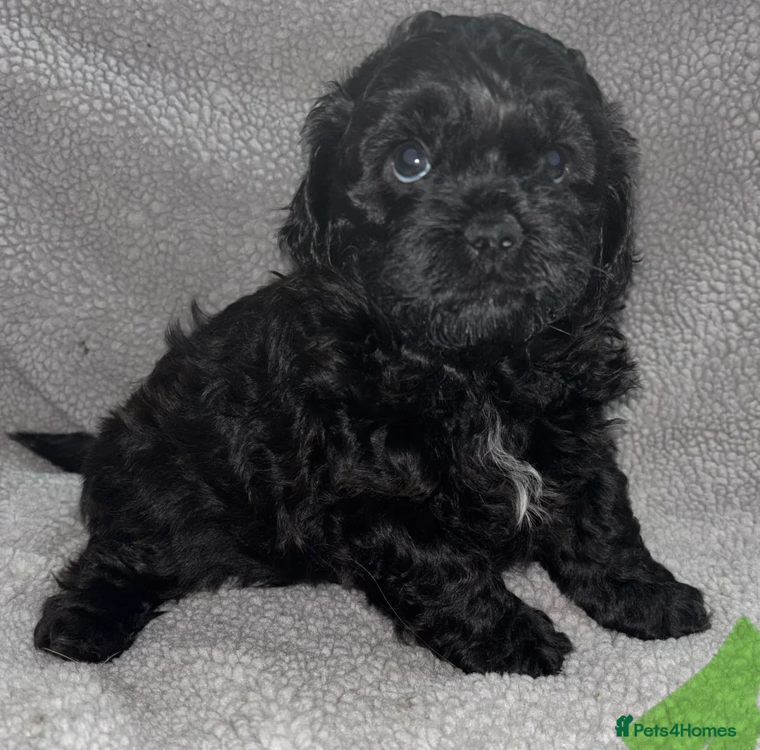 Poochon dogs for sale: ONLY 2 BOYS LEFT!!! TOY POOCHON TEDDY BEARS in Chorley - Advert 2