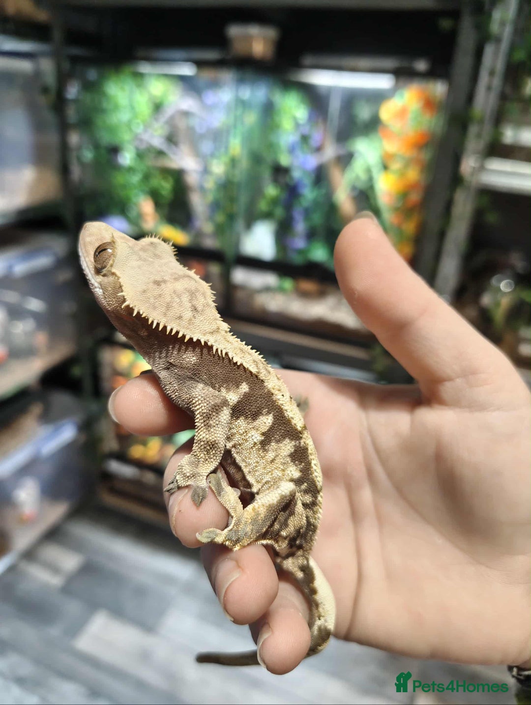 Gecko reptiles for sale: Male and female crested geckos  - Advert 5