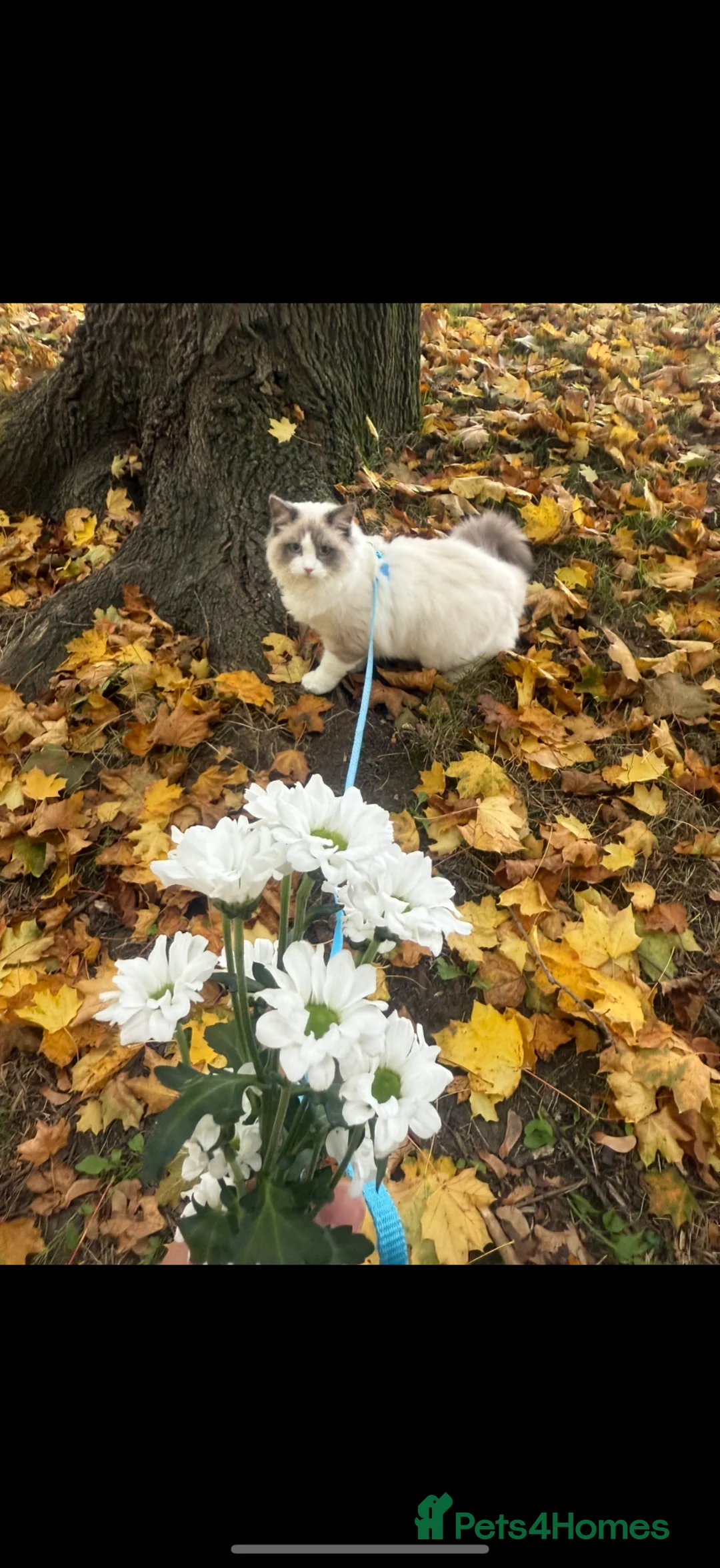 Ragdoll cats for sale: Rehome beautiful Ragdoll in Poole - Advert 2