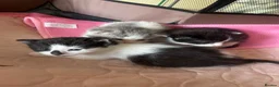 Mixed Breed cats for sale: Kittens for sale what black grey mixed Bradford  in Bradford - Advert 8