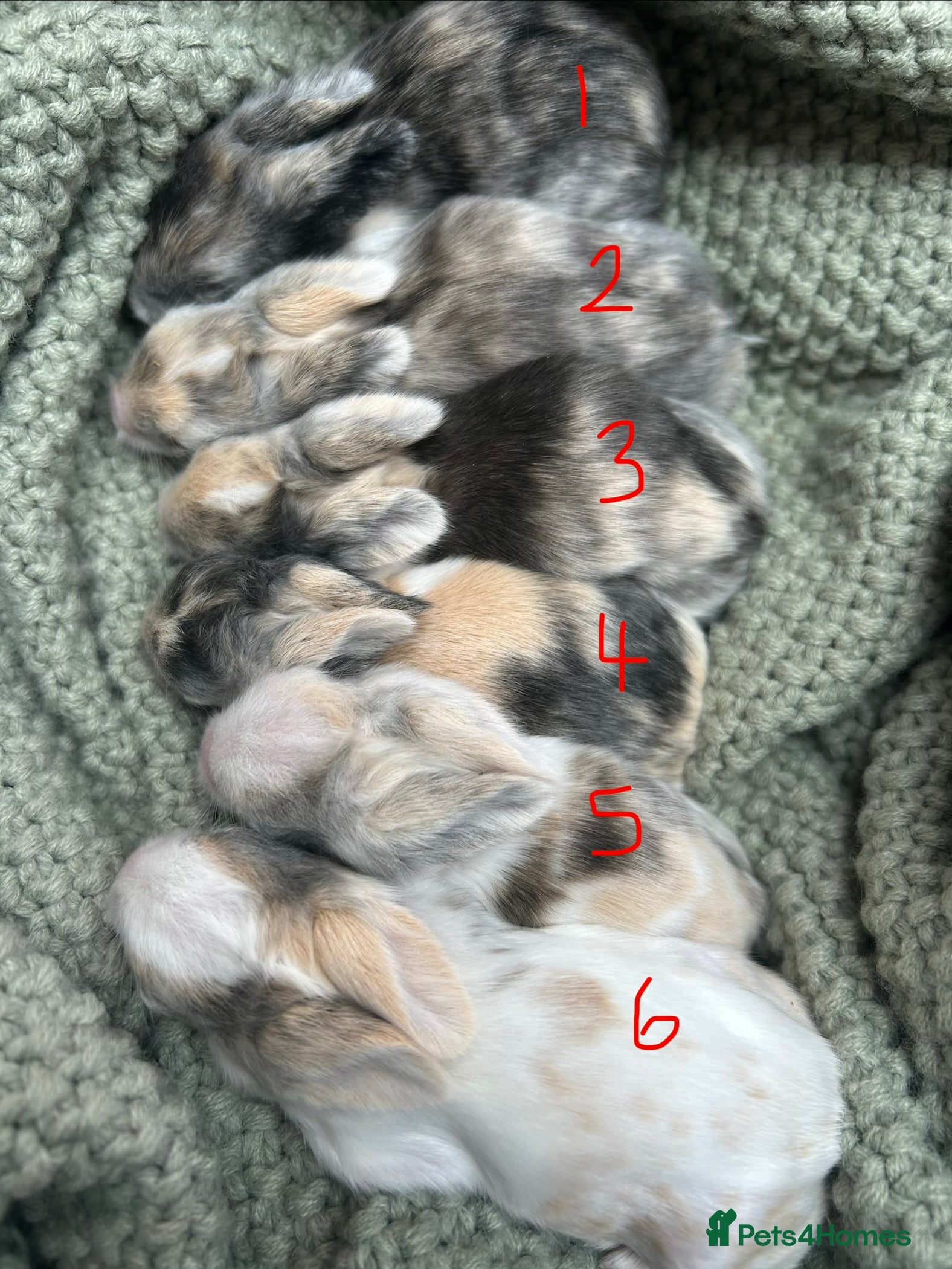 Lionhead rabbits Double-maned Lionhead Bunnies  - Advert 11