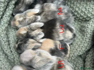 Lionhead rabbits Double-maned Lionhead Bunnies - Advert 11