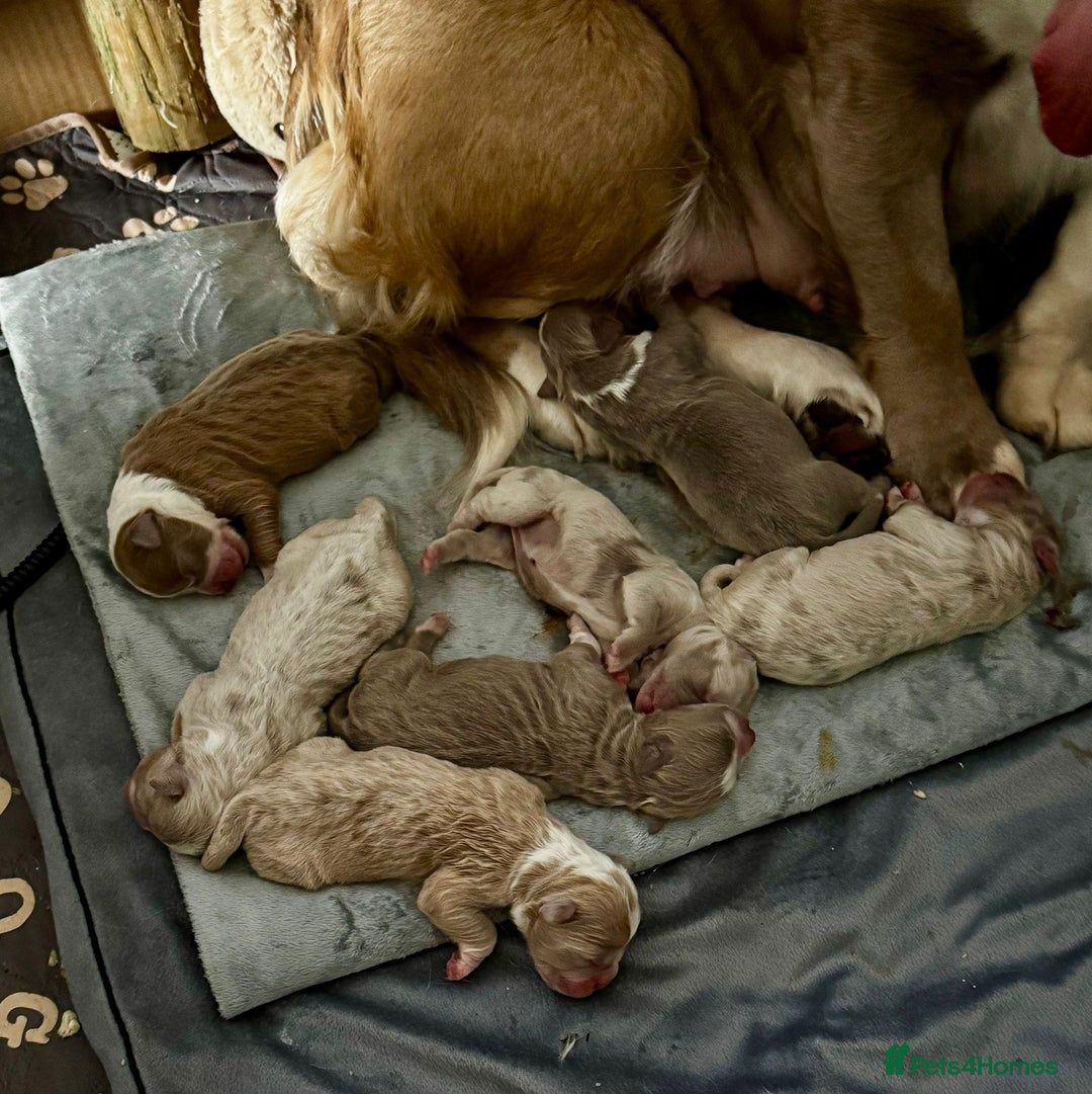 Olde English Bulldogge dogs for sale: Mammut : Fluffy Olde English Bulldog puppies. - Advert 6