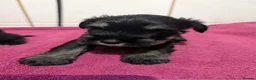 Miniature Schnauzer dogs for sale: Miniature schnauzer  in Evesham - Advert 4