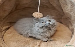 British Longhair cats for sale: TICA Beautiful Blue British Longhair Female - Image 18