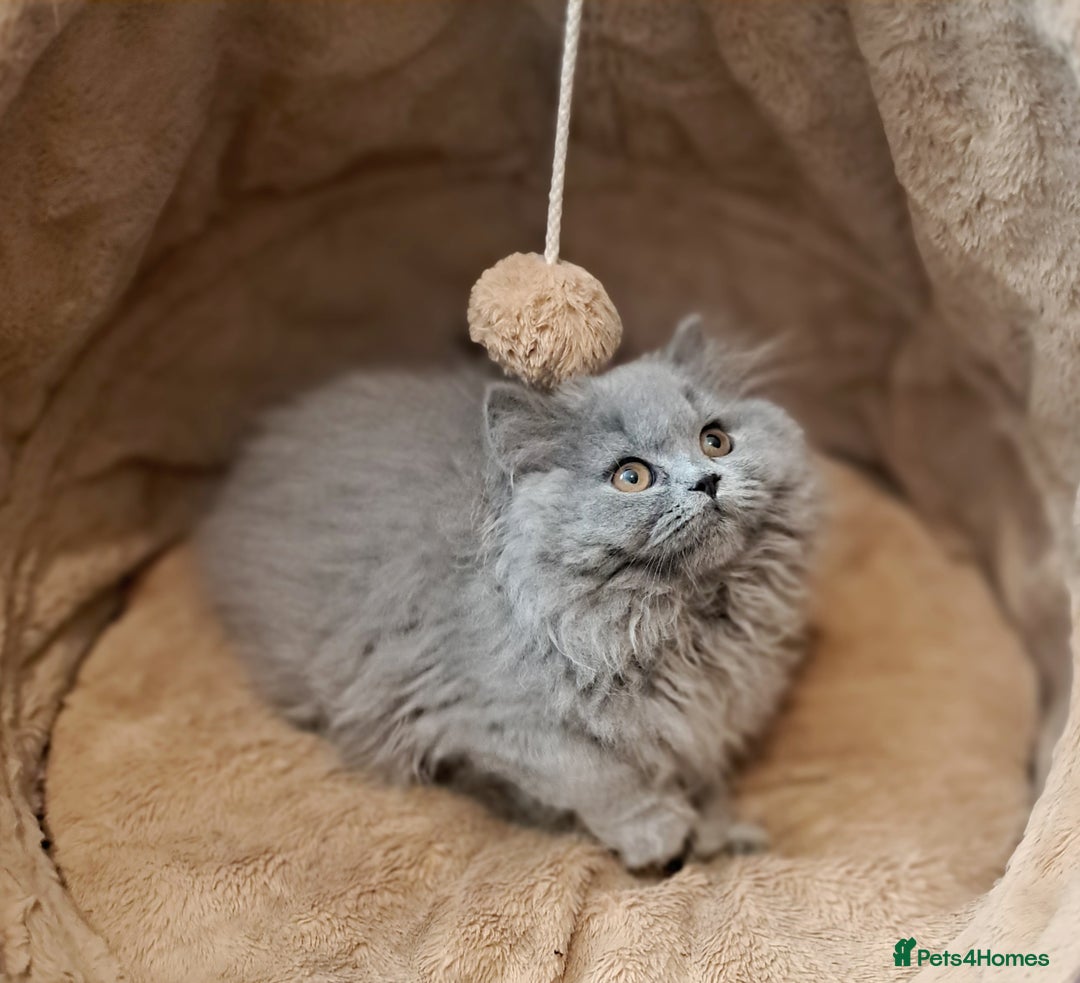 British Longhair cats for sale: TICA Beautiful Blue British Longhair Female - Image 18