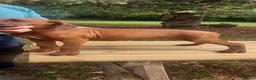 Rhodesian Ridgeback dogs for sale: Kc reg.health tested Rr puppies - Advert 2