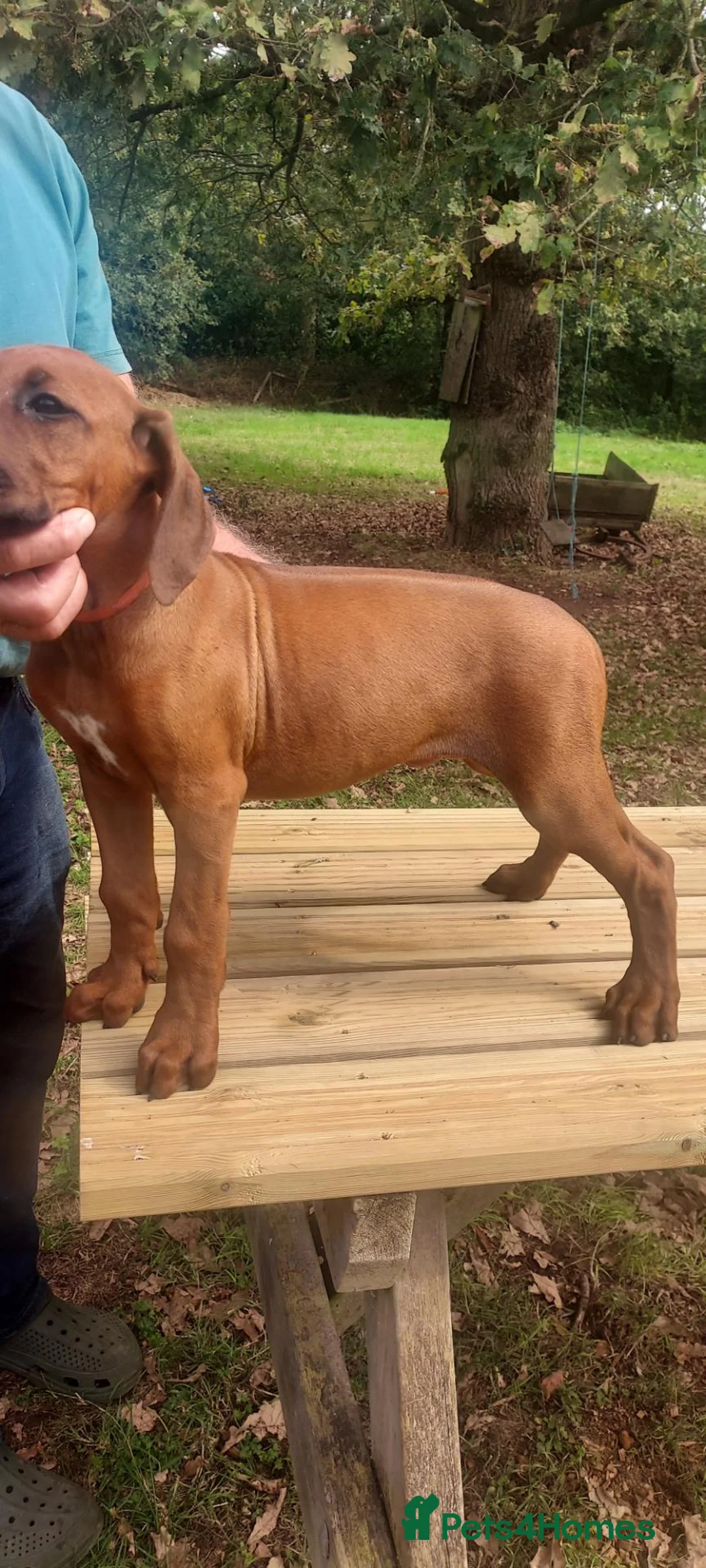 Rhodesian Ridgeback dogs for sale: Kc reg.health tested Rr puppies - Advert 2