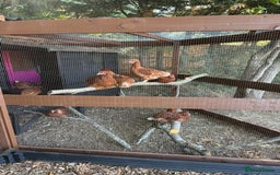 Chickens poultry for sale: Bantam Hybrid Hens - Image 6