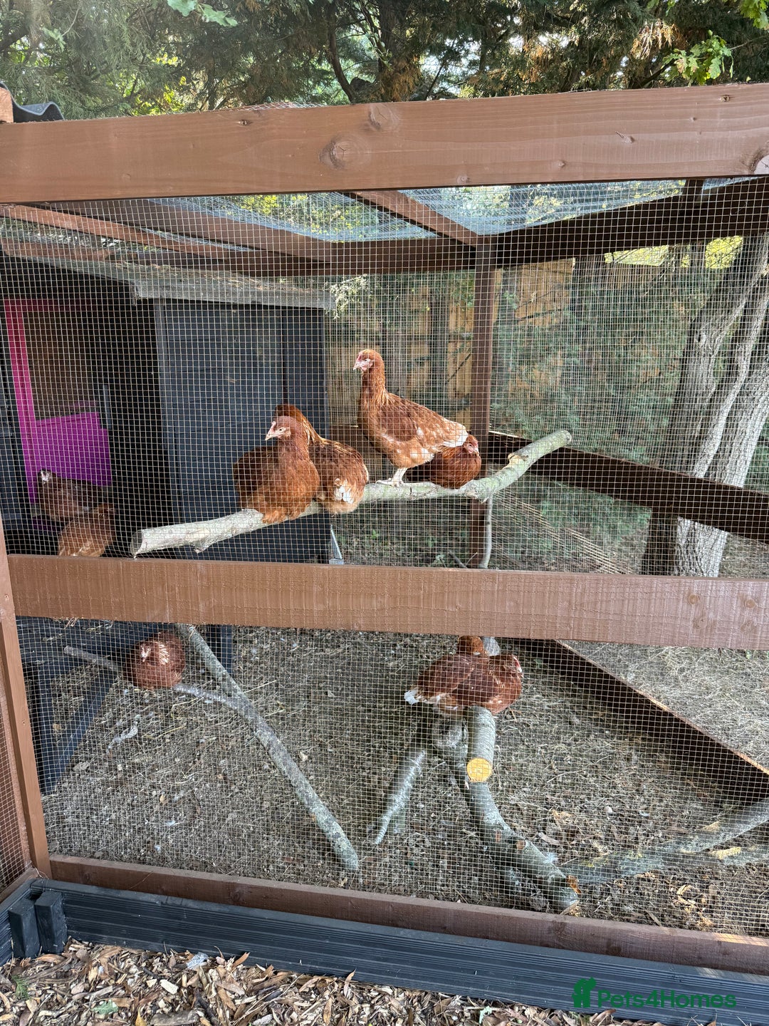 Chickens poultry for sale: Bantam Hybrid Hens - Image 6