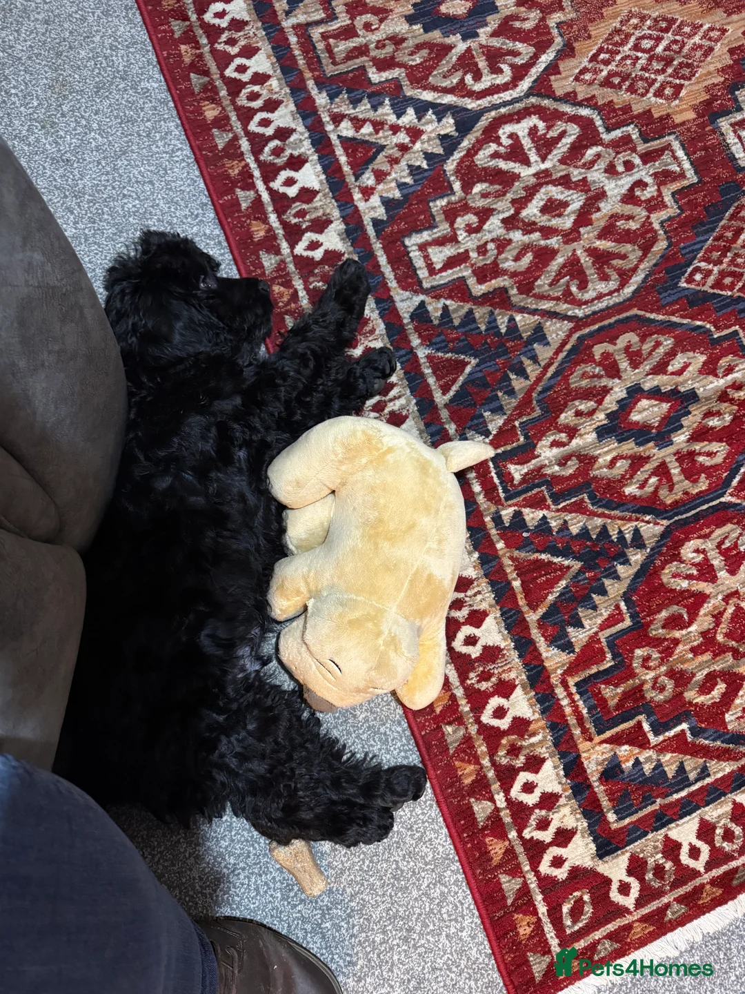 Cockapoo dogs for sale: Cockapoo  - Advert 6