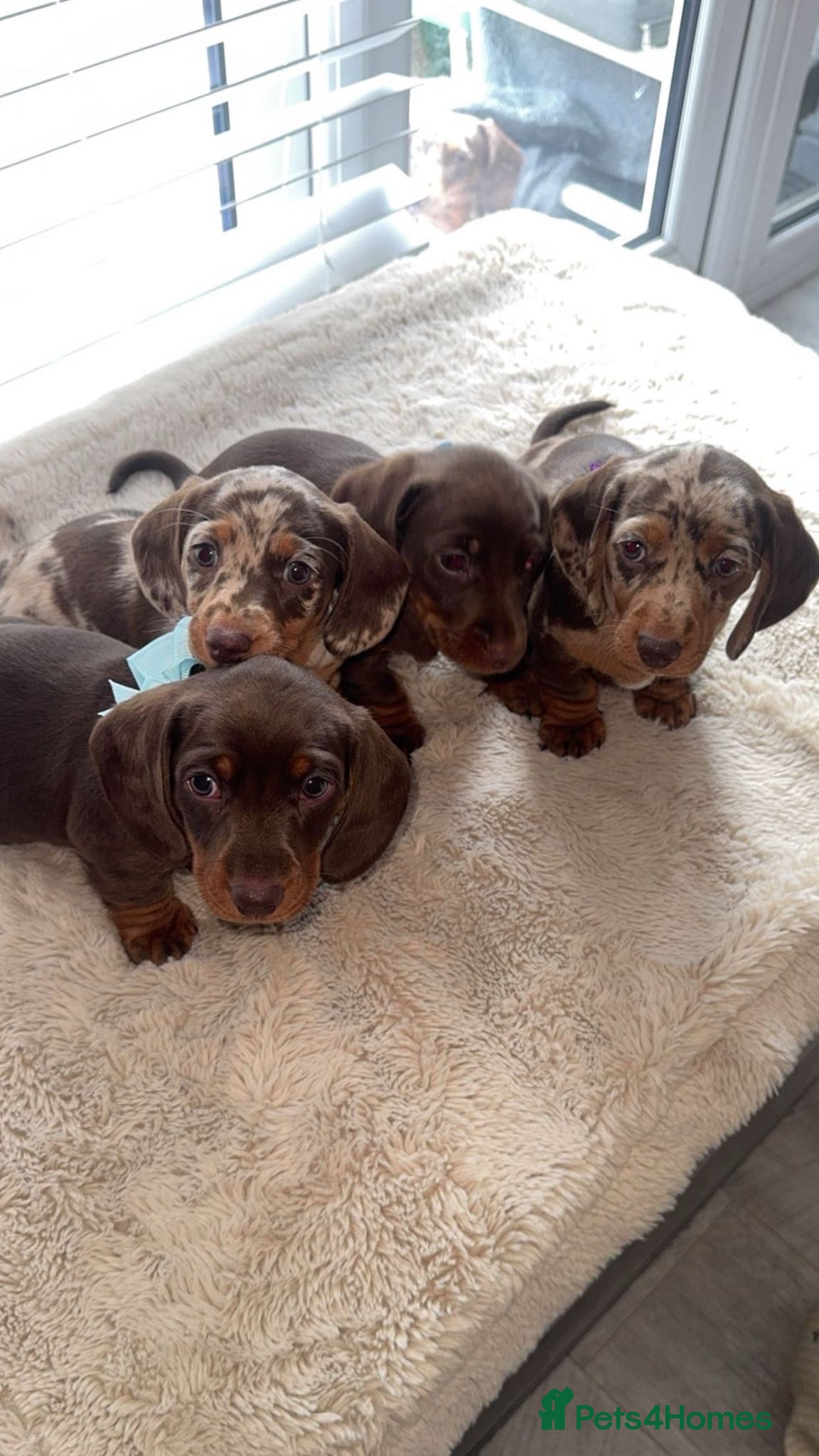 Dachshund dogs Miniature dachshund, all still available - Advert 1