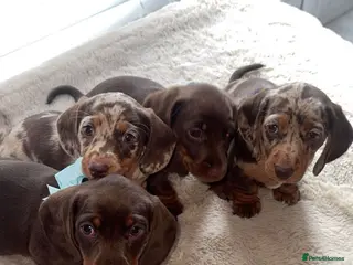 Dachshund dogs Miniature dachshund, all still available - Advert 1