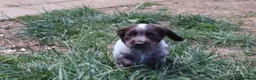 Cocker Spaniel dogs for sale: Working cockers  - Advert 17