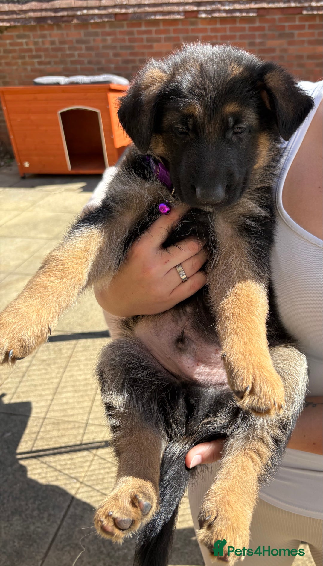 German Shepherd dogs for sale: German Shepherd Puppies - Image 13