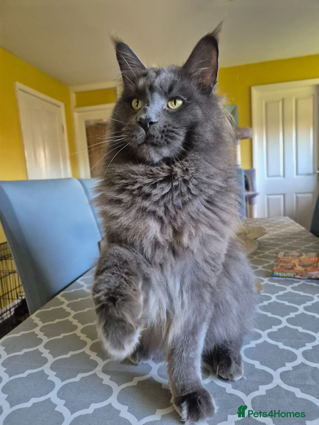 Maine Coon cats for sale: Entire Blue Male - Advert 1