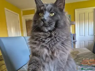 Maine Coon cats Entire Blue Male - Advert 1