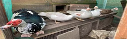 Ducks poultry for sale: Muscovy Duck hatching eggs in Nottingham - Advert 2