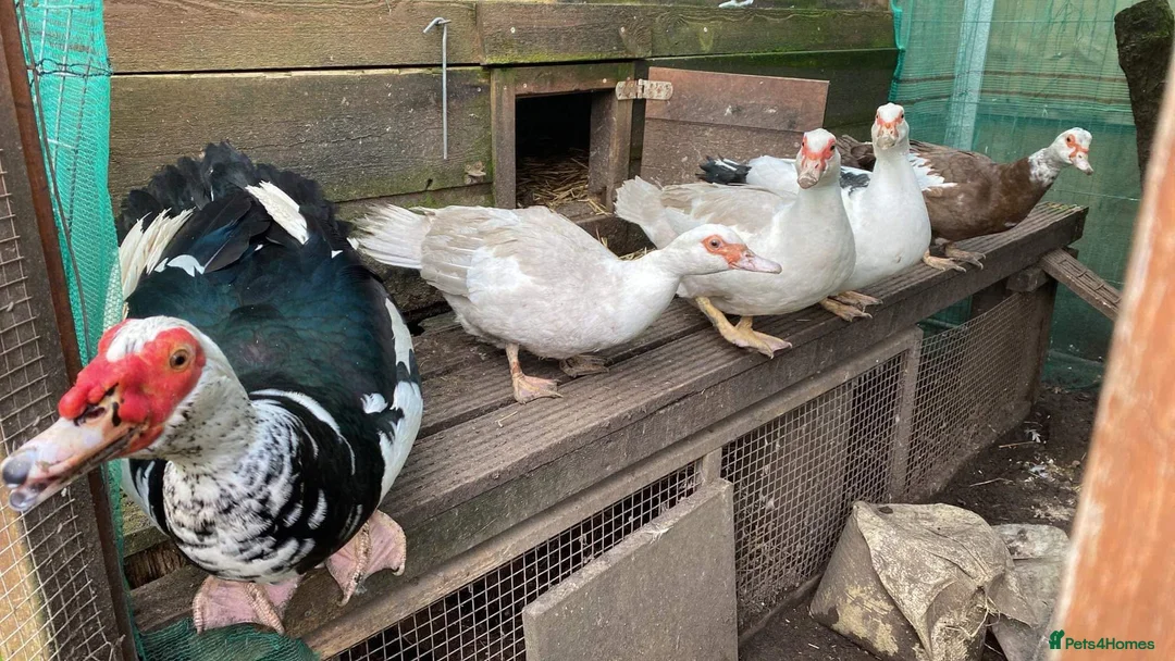 Ducks poultry for sale: Muscovy Duck hatching eggs in Nottingham - Advert 2