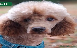 Poodle dogs for sale: Minature poodle pups - Advert 10