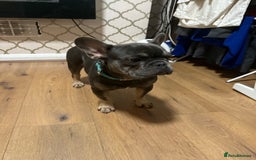 French Bulldog dogs for sale: Lilac & tan French bulldog  - Image 7