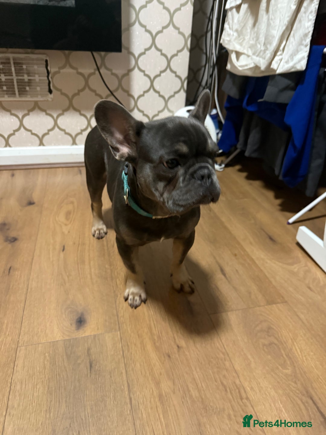 French Bulldog dogs for sale: Lilac & tan French bulldog  - Image 7