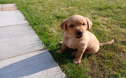 Labrador Retriever dogs for sale: Red Labrador Puppies for sale - Image 3