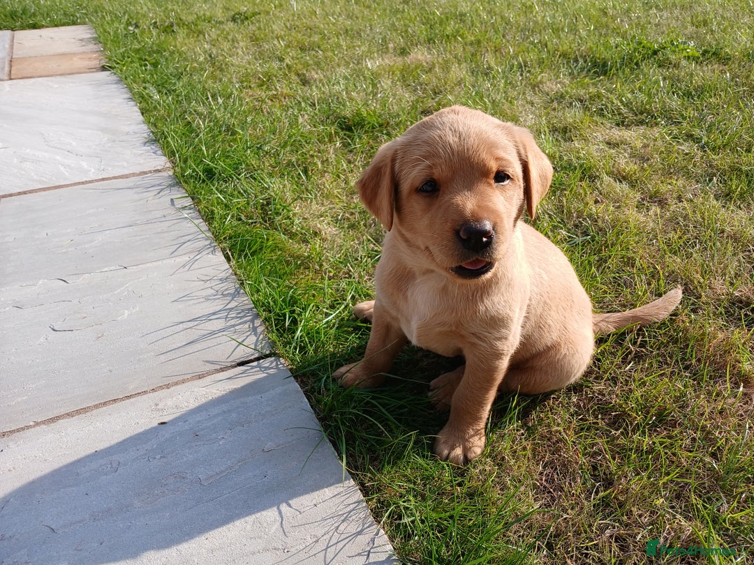 Labrador Retriever dogs for sale: Red Labrador Puppies for sale - Image 3