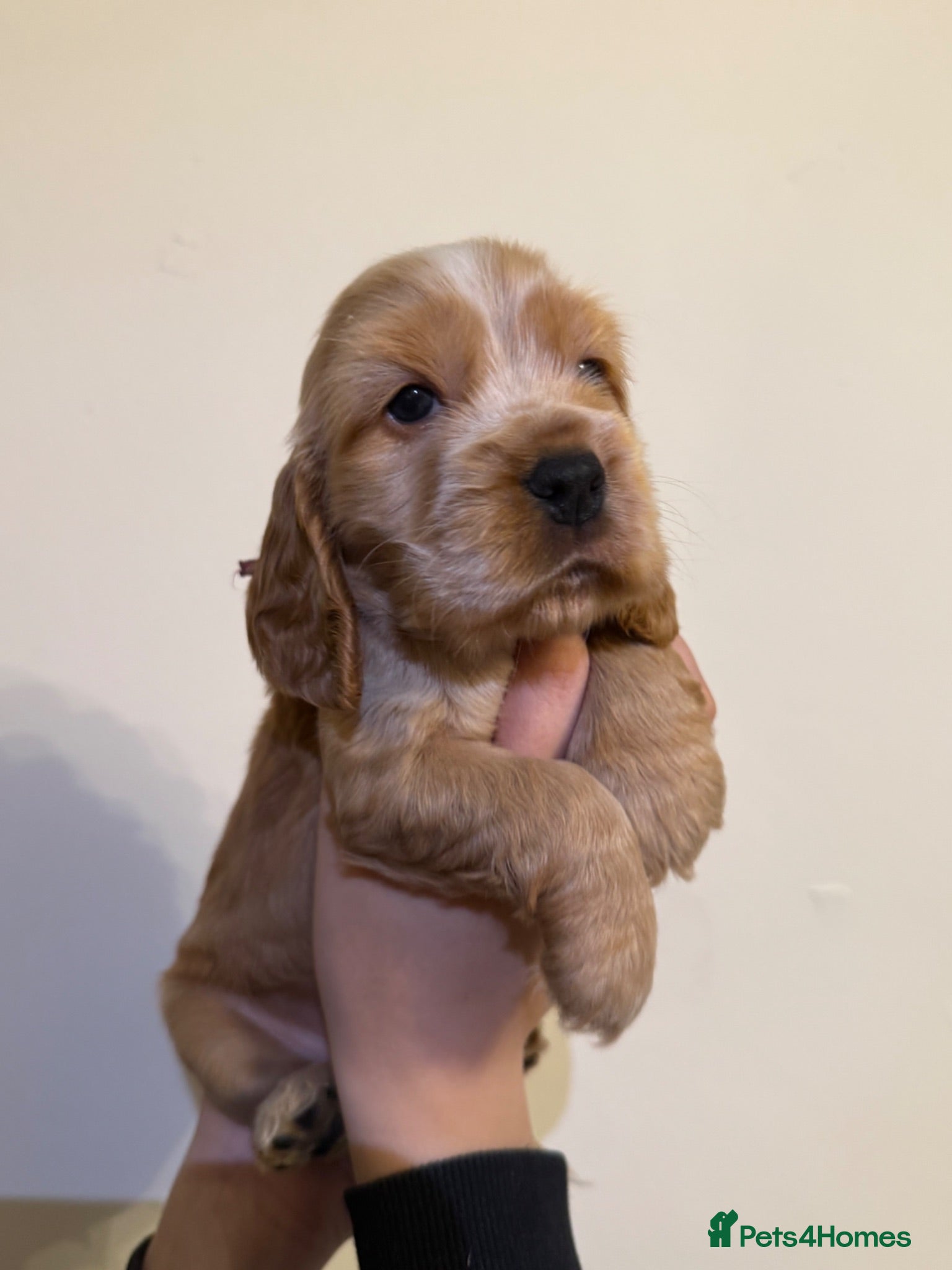 Cocker Spaniel dogs Champion show lines kc show type cocker spaniels - Advert 17