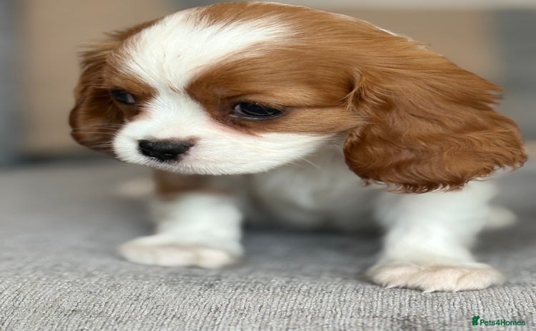 King Charles Spaniel dogs - Advert 1