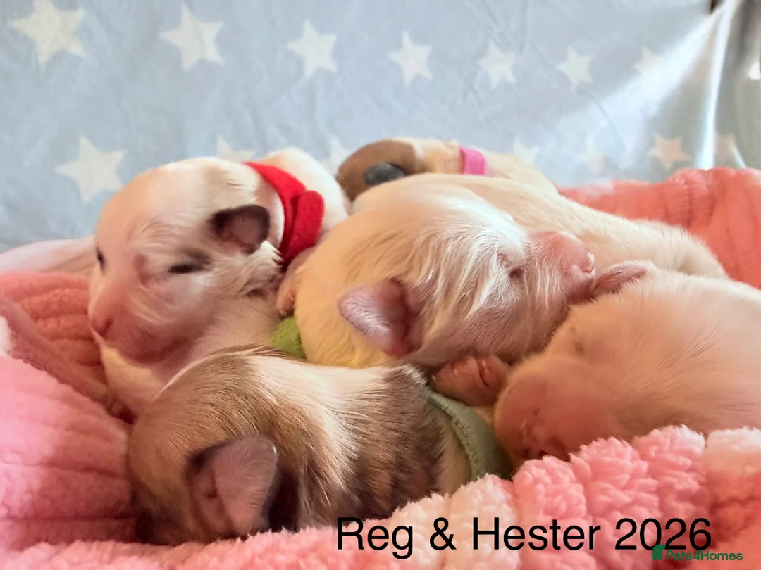 Coton De Tulear dogs for sale: KC reg Coton de Tulear parents DNA health tested  - Advert 1