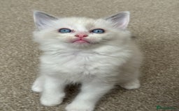 Ragdoll cats for sale: Blue bicolour babies 🐾 - Image 2
