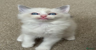 Ragdoll cats - Advert 12