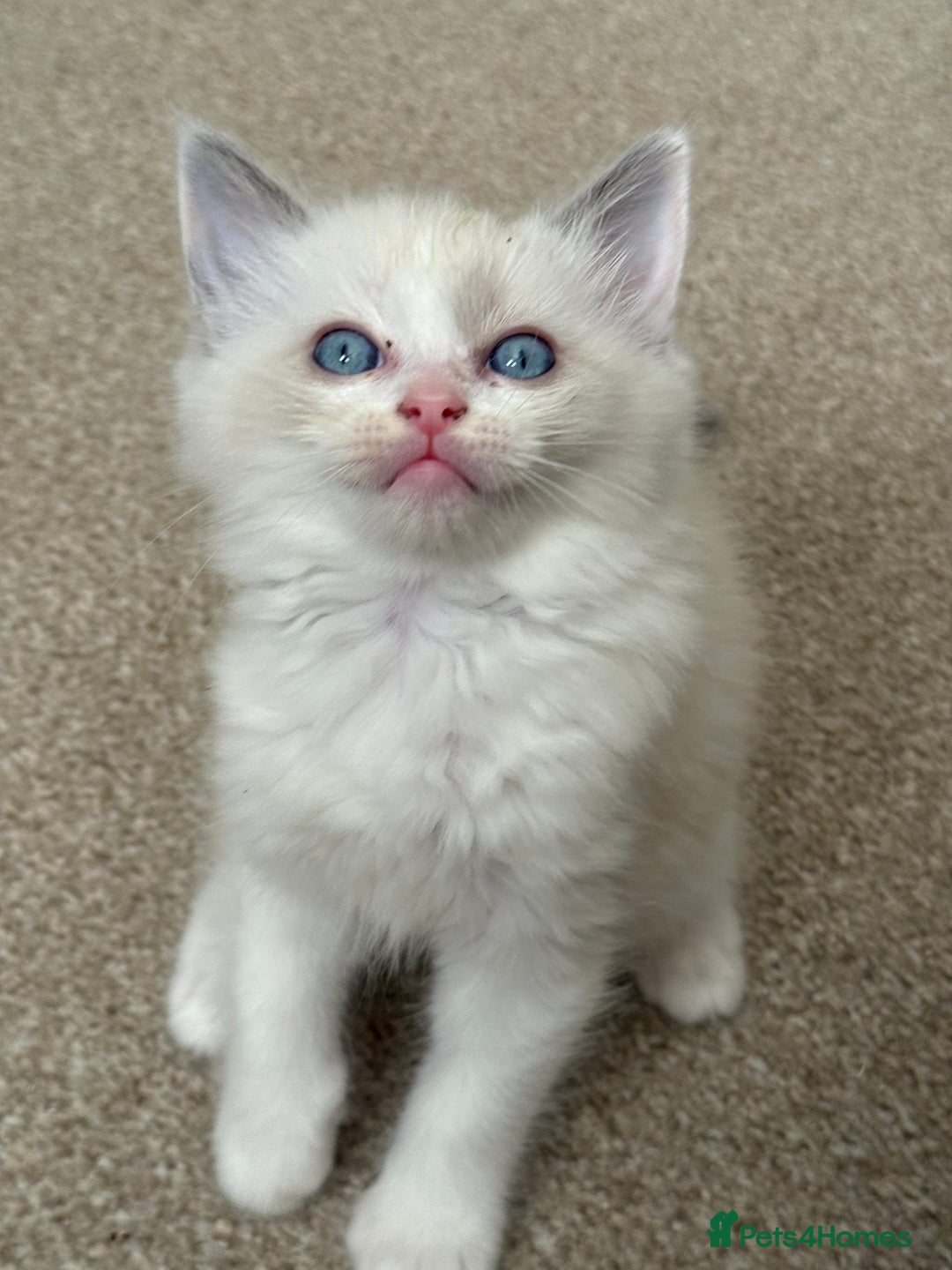 Ragdoll cats for sale: Blue bicolour babies 🐾 - Image 2