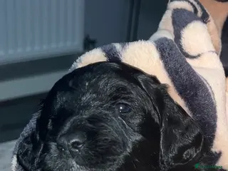 Cockapoo dogs 🐶Stunning Cockapoo pups🐶 - Advert 5