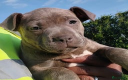 Staffordshire Bull Terrier dogs for sale: ‼️READY NOW Blue Staffy puppies 8 week old‼️ in Birmingham - Image 4