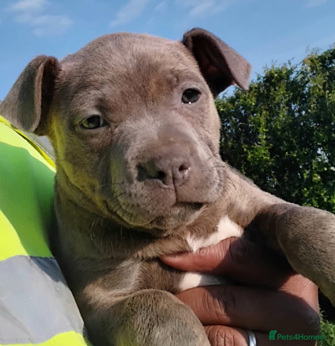 Staffordshire Bull Terrier dogs for sale: ‼️READY NOW Blue Staffy puppies 8 week old‼️ in Birmingham - Image 4